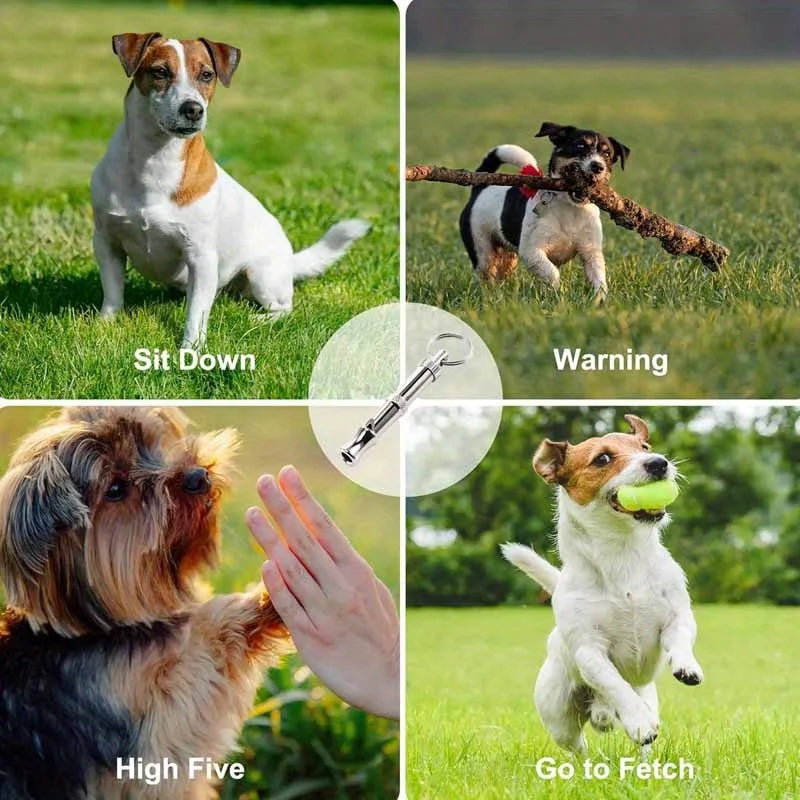 Collage of dogs performing various commands with text labels on a grassy field background.