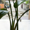 Large hanging plant stand, iron hooks, suitable for flowerpot decoration, indoor and outdoor use