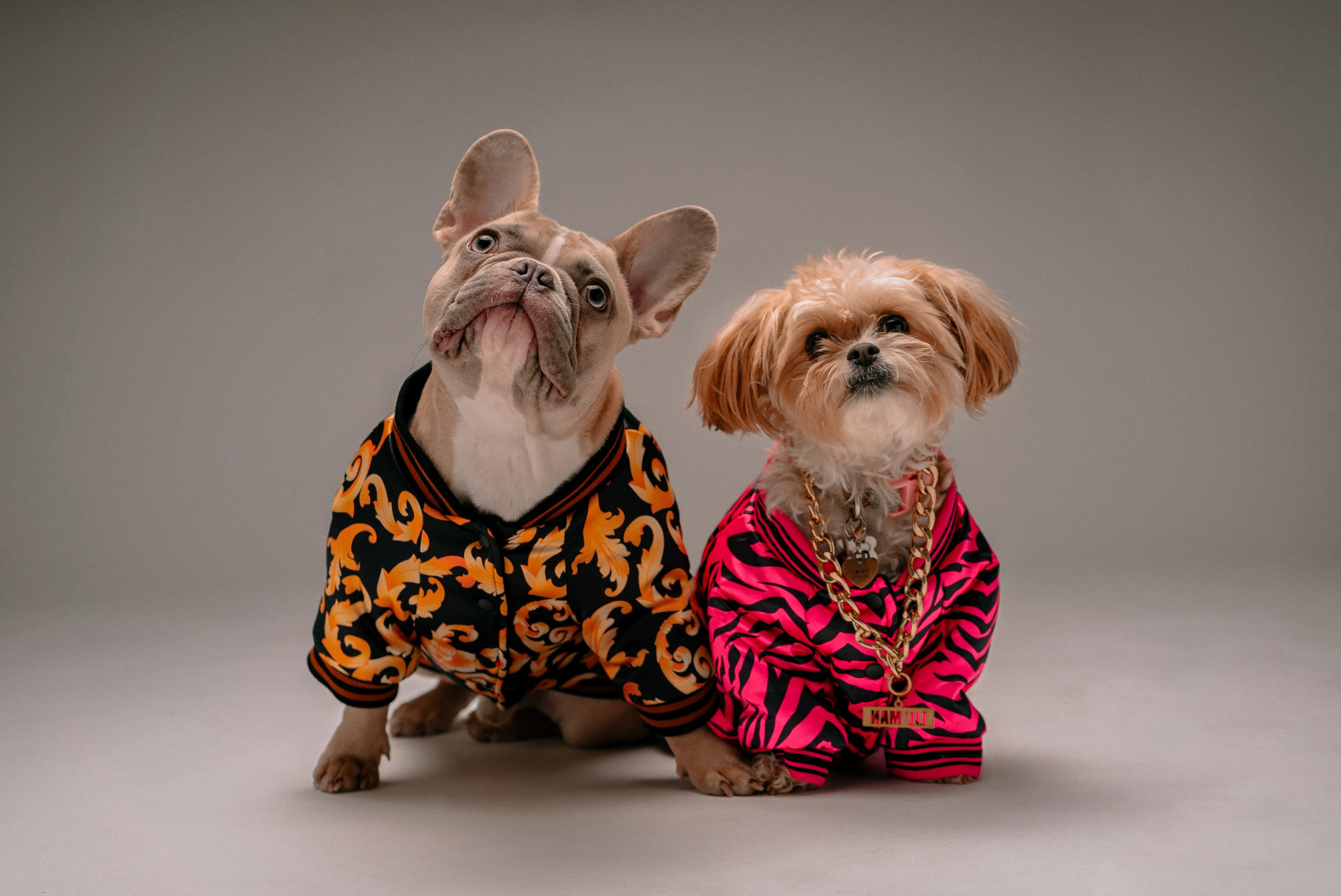 Two dogs wearing colorful outfits on a plain background